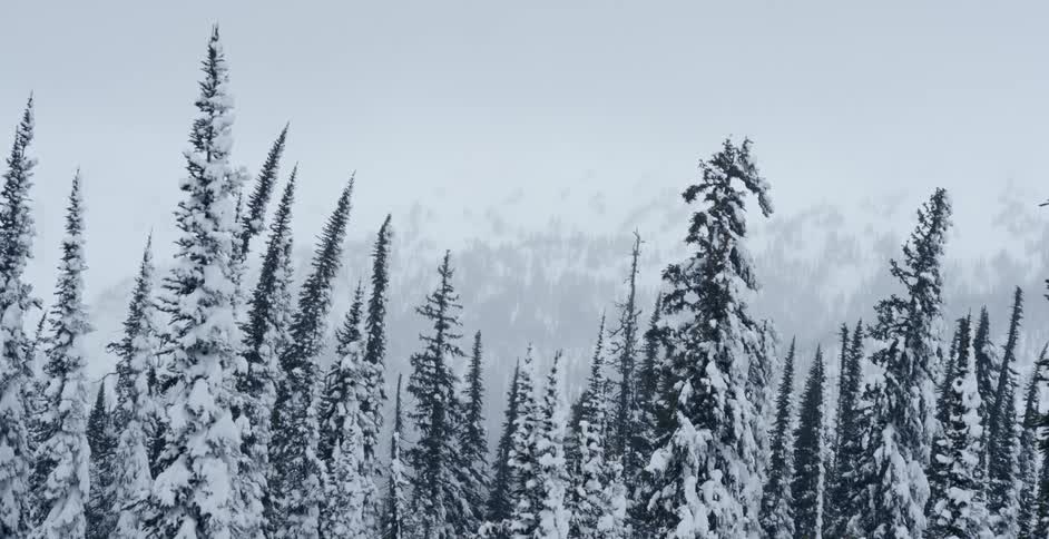 Snow covered evergreen trees bend in the wind