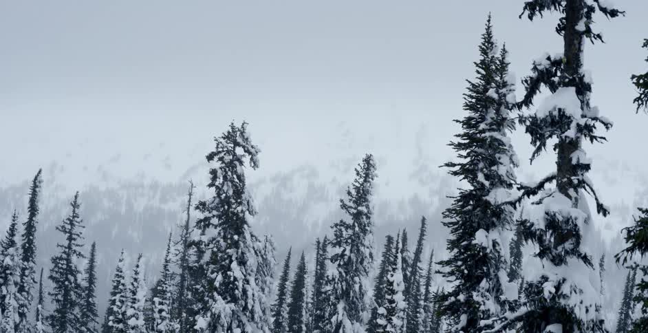 Snowy trees sway in the breeze under a cloudy sky