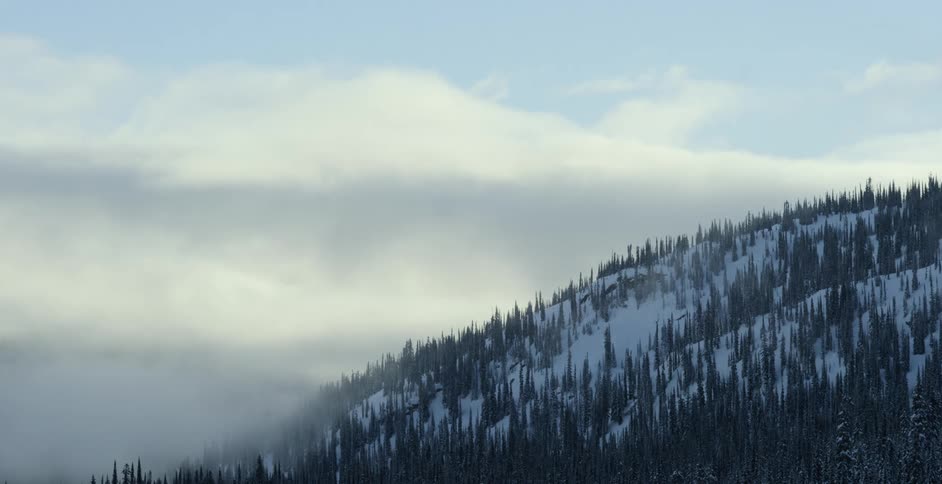 Pine tree forest on a snow covered mountain
