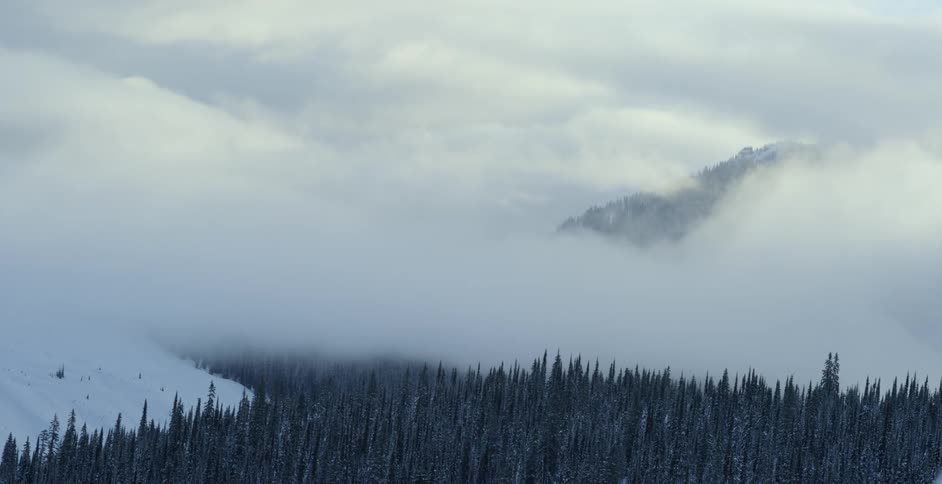 A snowy forest with pine trees and clouds in the background