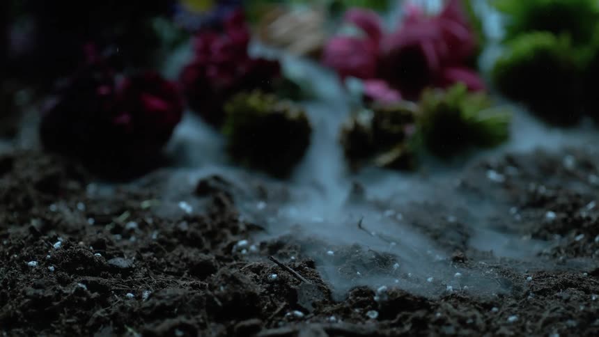 Smoke drifts gently down off of a plant and onto the dirt