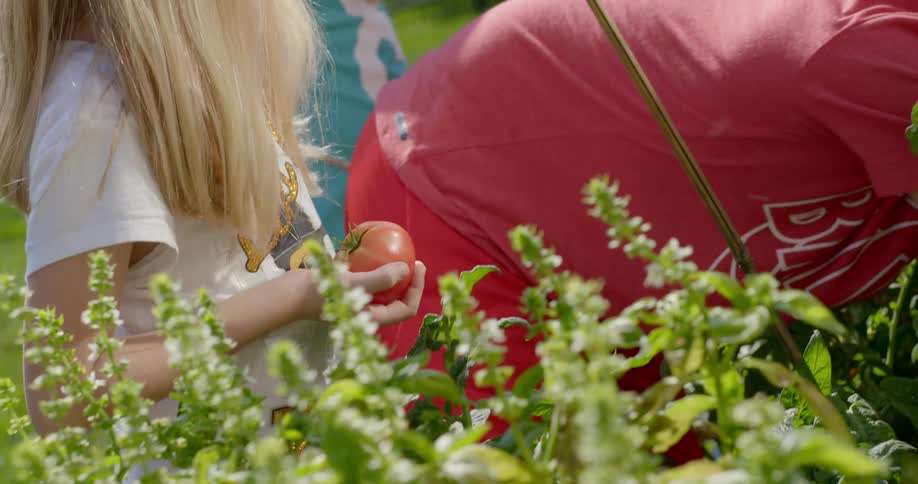 A group of people stand around while a person picks a tomato
