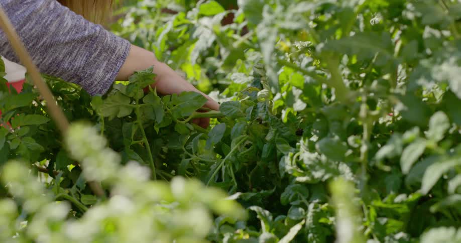 A woman pulls back branches of a plant