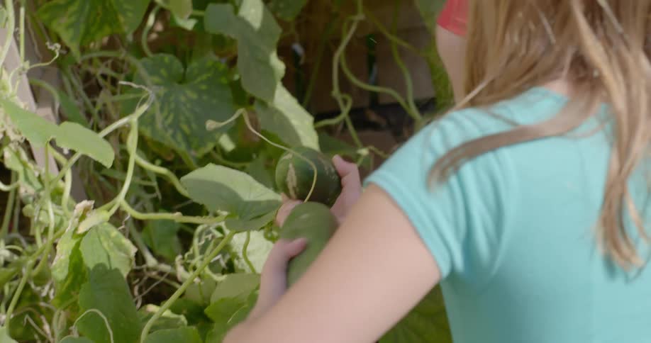 Two people pick zucchini off a vine
