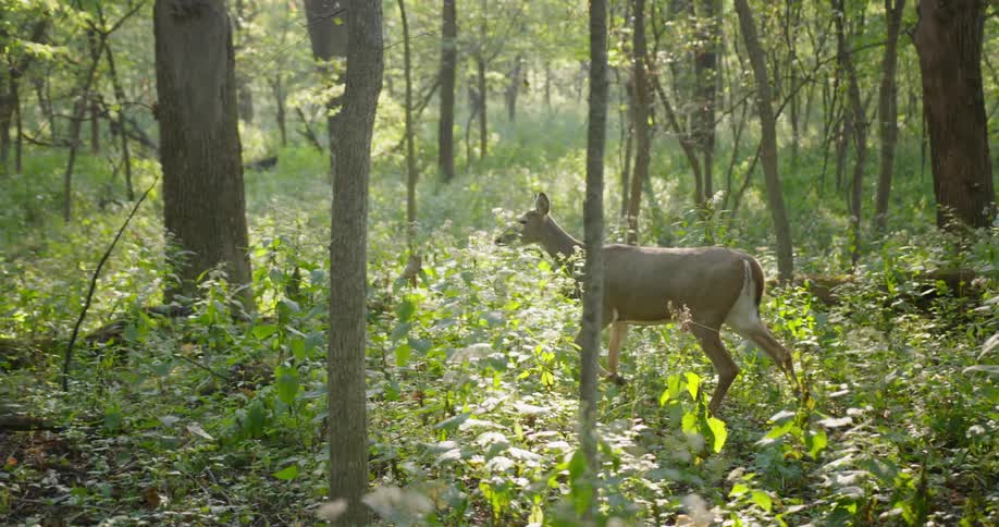 A young deer walks through a forest