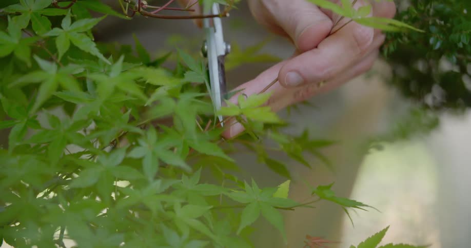 Close of hands trimming overgrown stem from a plant