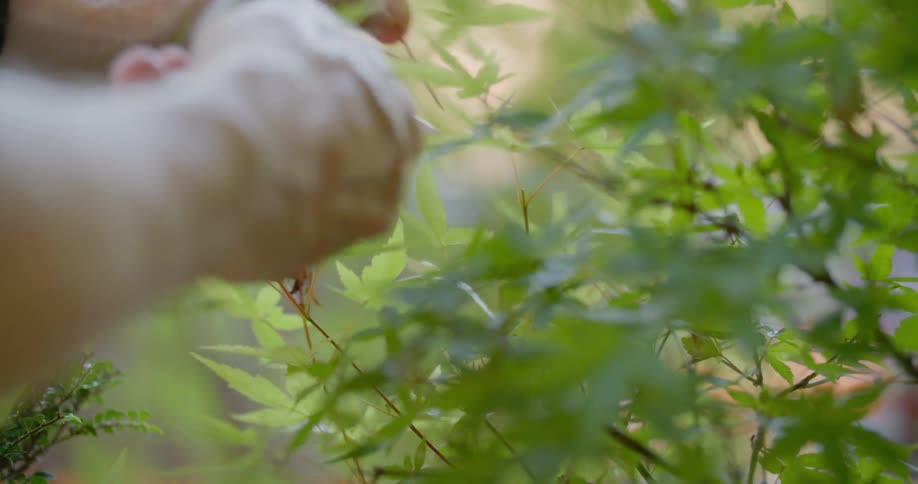 A man clips a branch off a plant