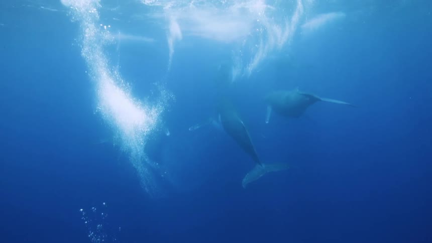 Whales in the ocean