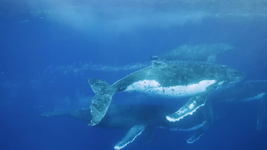 Whales underwater