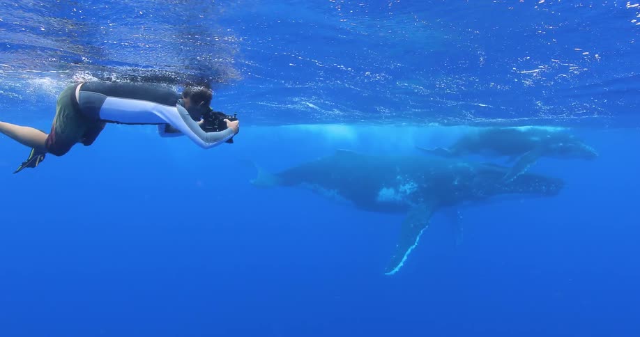 A man films whales swimming