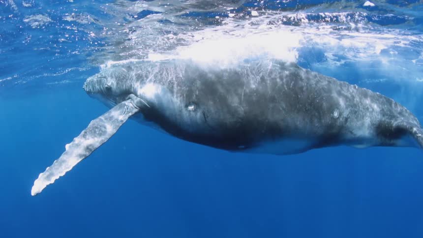 A whale is swimming through some water as a man approaches