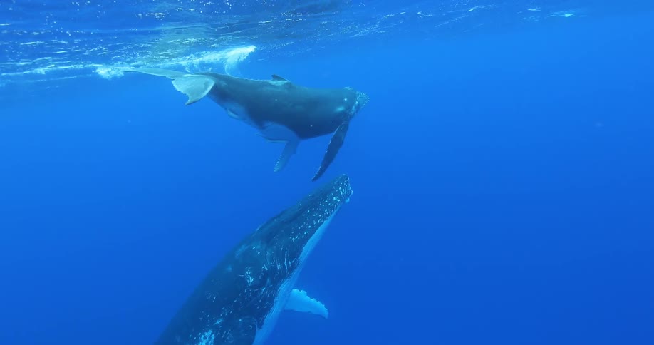 Whales swim in the ocean
