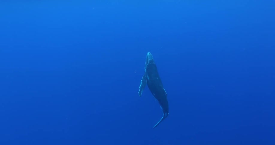 Whale swimming upwards towards surface