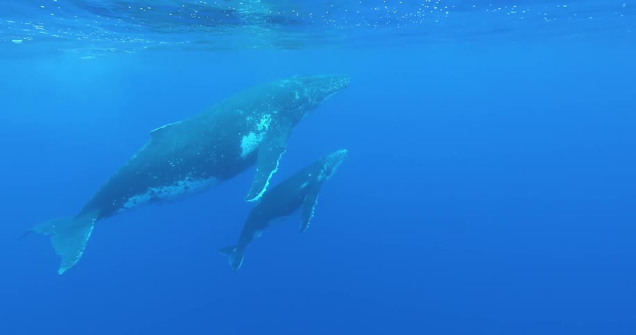 A whale and whale calf move toward the surface in the water