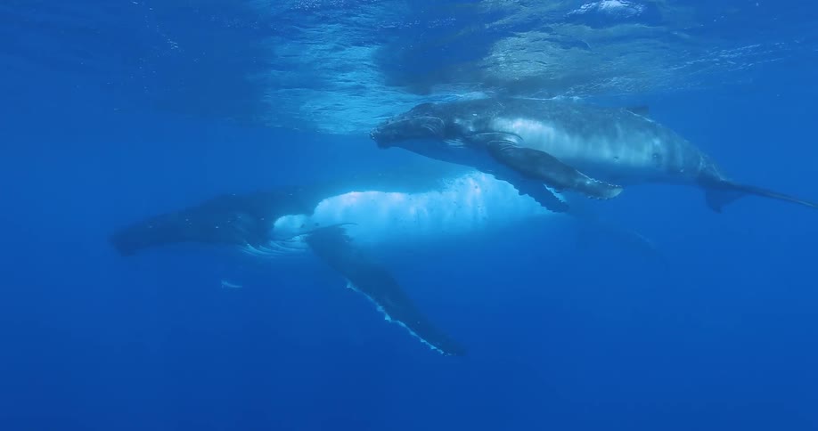 Two whales swimming in the ocean