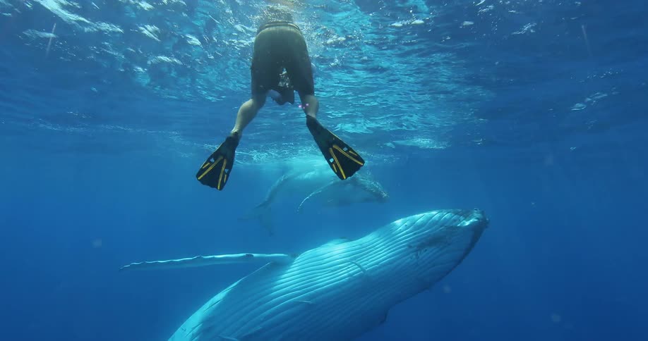 A man is approaching some whales with a camera underwater