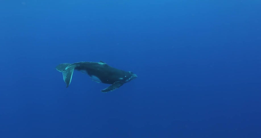 A whale swims in the ocean