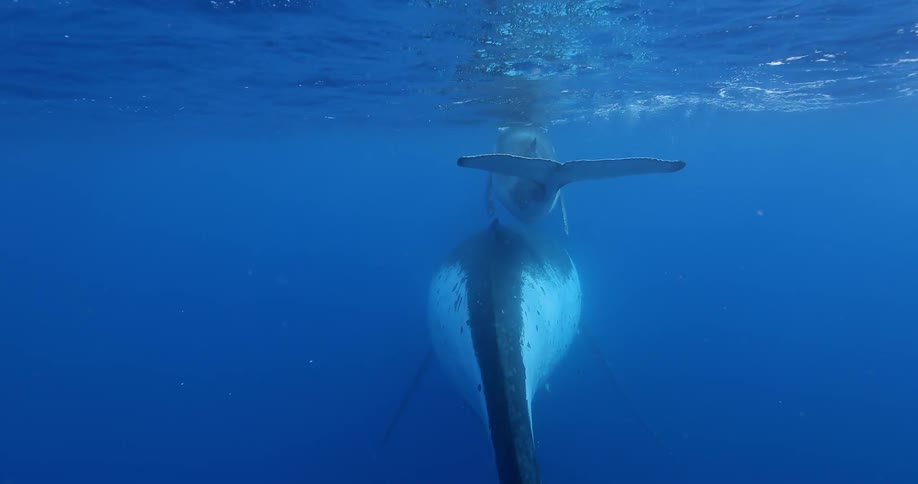 Underwater Photographers In The Ocean