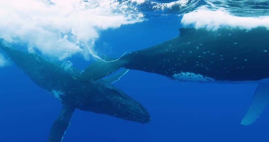 Whale swimming close to the surface