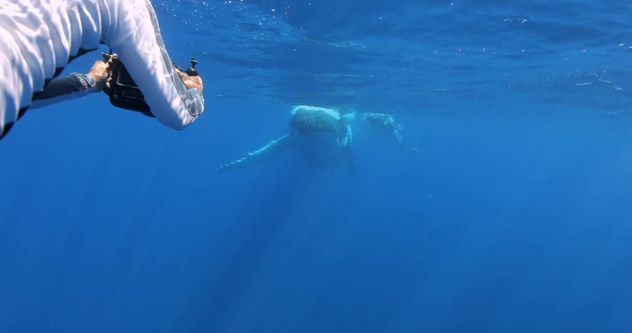 Man swimming underwater with camera takes picture of sea animal