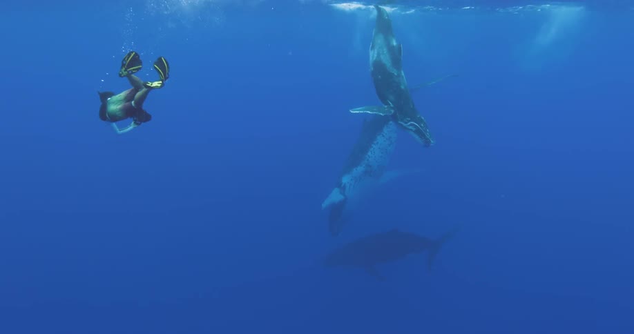 A diver swims with some undersea creatures