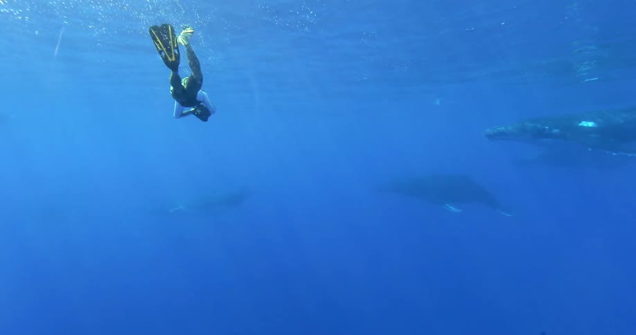 Underwater footage of a diver filming whales