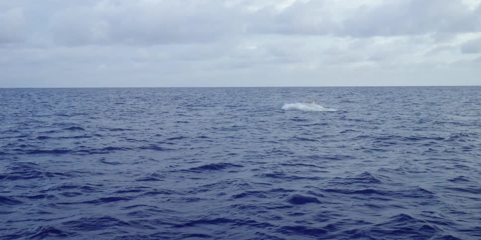 A whale jumps out of the water and then back in