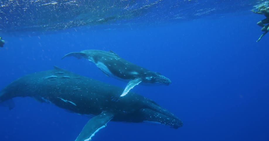 Divers swim near whales in the ocean