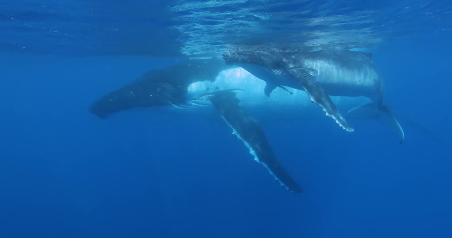 A diver films a whale underwater