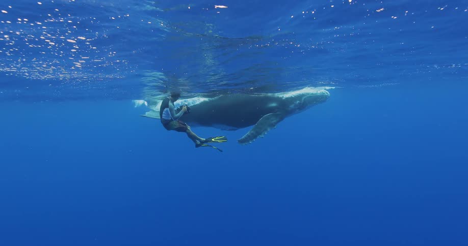 A diver films a whale underwater
