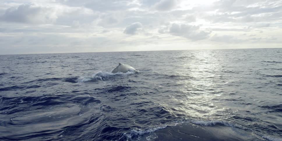 Whale swimming on the surface of ocean water