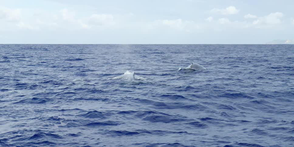Whales in the ocean