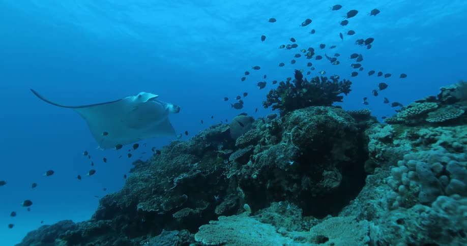 Fish and a ray swim in the ocean
