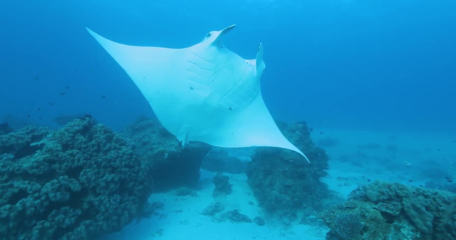 A stingray flaps around and swims away