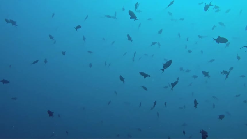 Fish swimming underwater