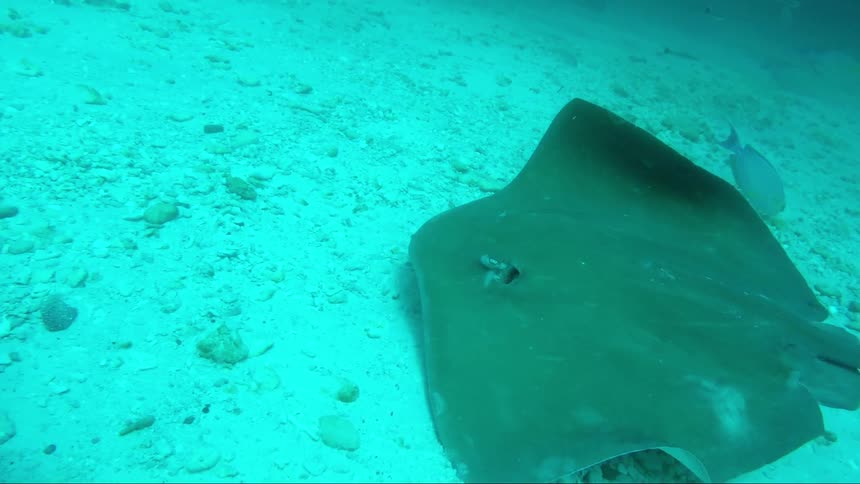 A stingray swimming underwater