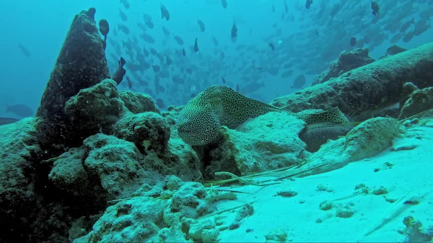 Small fish swim at the bottom of the ocean