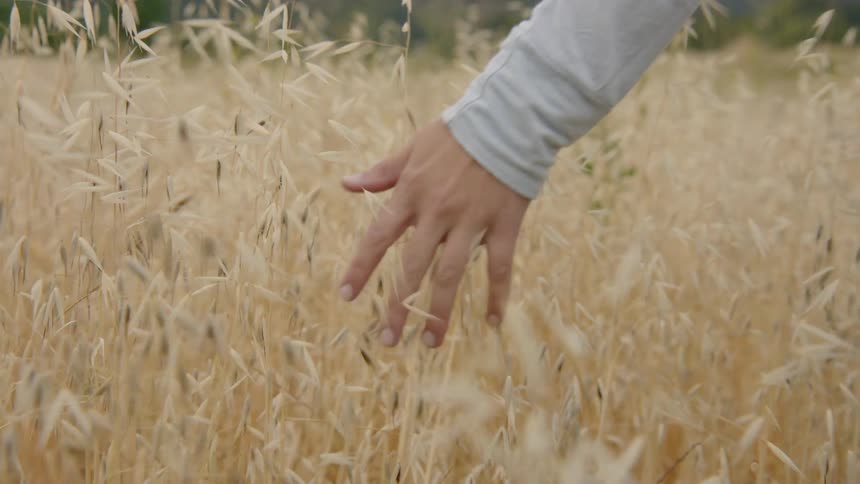 A person walking through a grassy field as their hand touches the tall grass