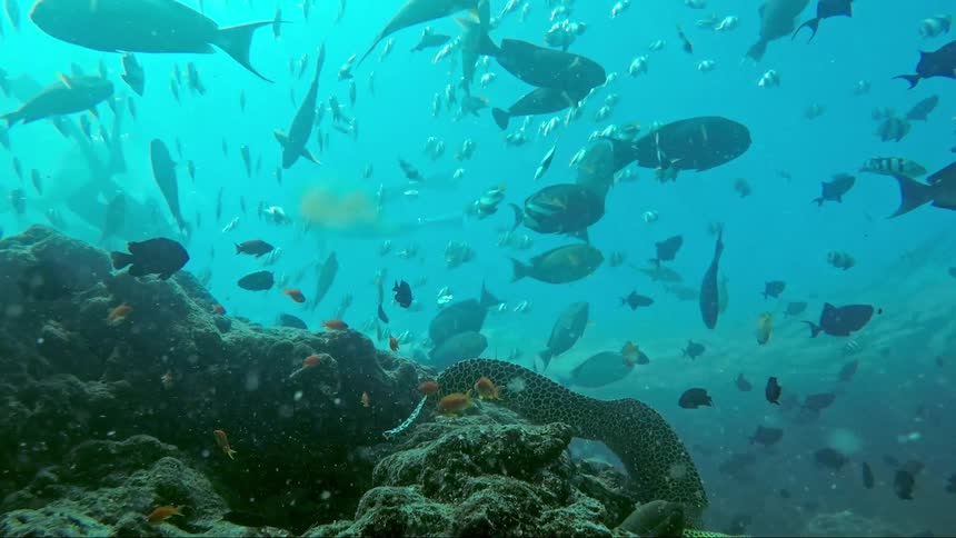 Fish swim in the ocean