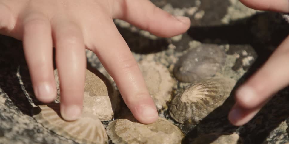 Child strokes shells embedded in stone