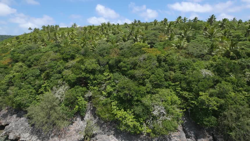 Trees grow near the ocean