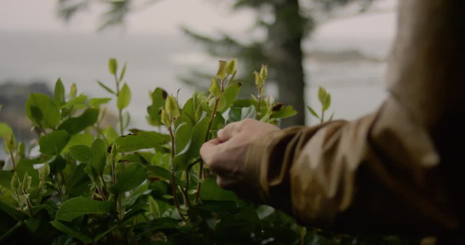Man touches and examines leaves as it rains