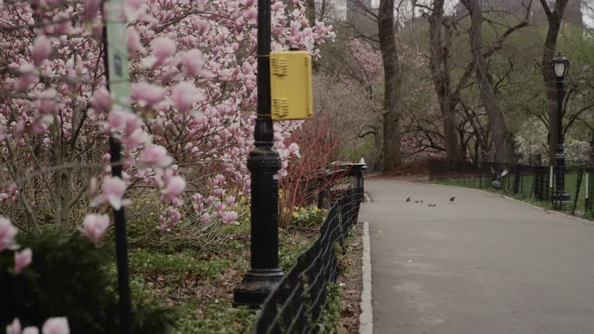 Birds fly along a path next to trees covered in blooms