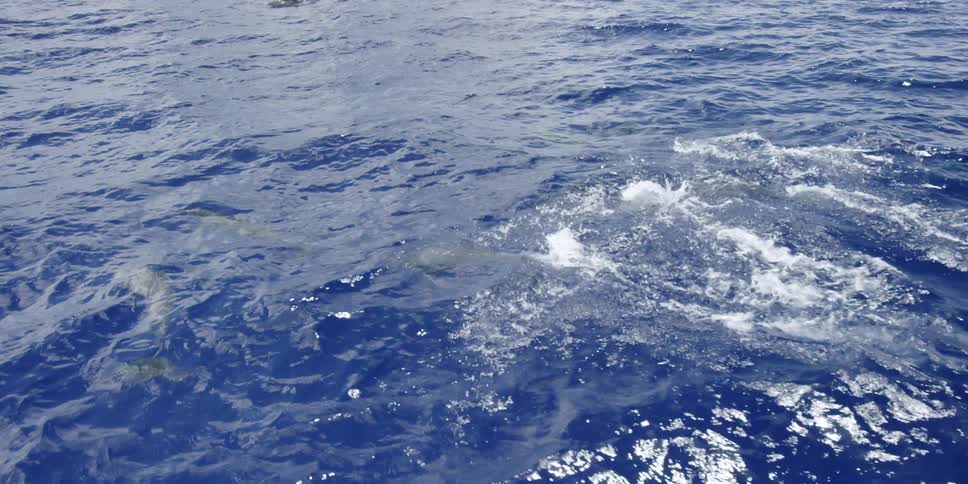 Footage of dolphins weaving in and out of the water