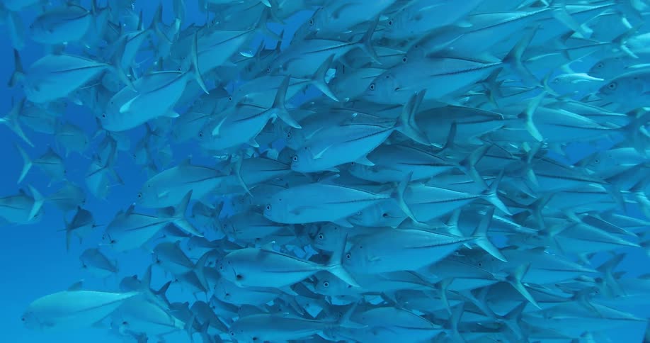 A school of fish swimming