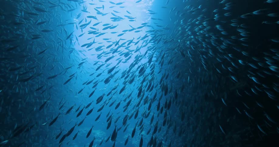 Fish swim in the ocean