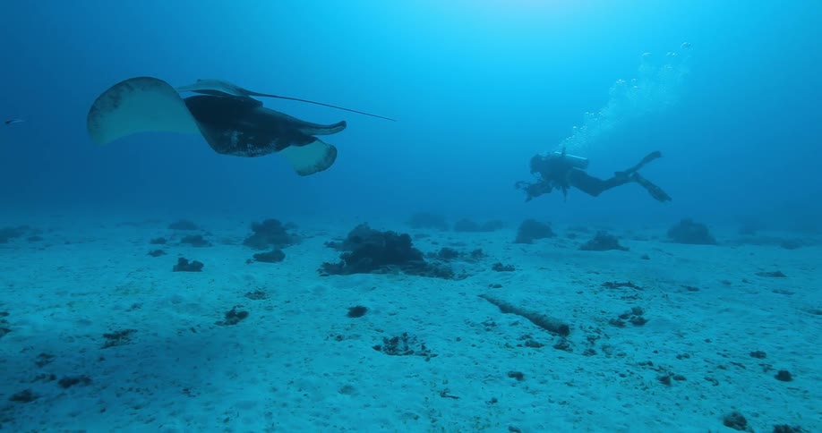 A scuba diver captures a stingray on camera