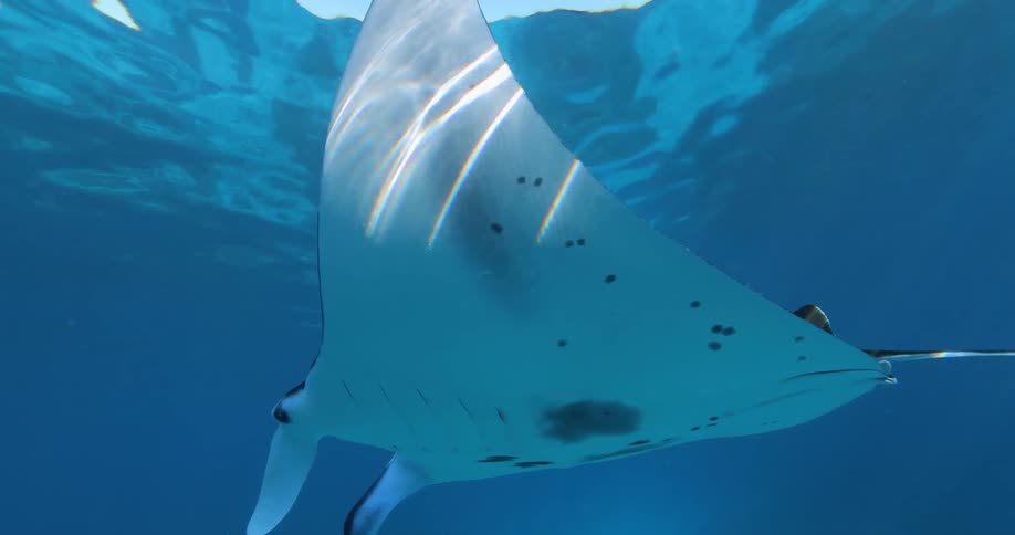 A stingray swims under the ocean