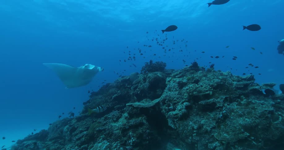 A stingray floating above a school of fish