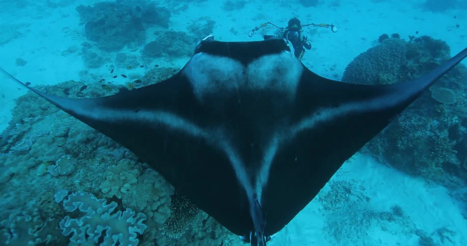 A man films a stingray swimming above him